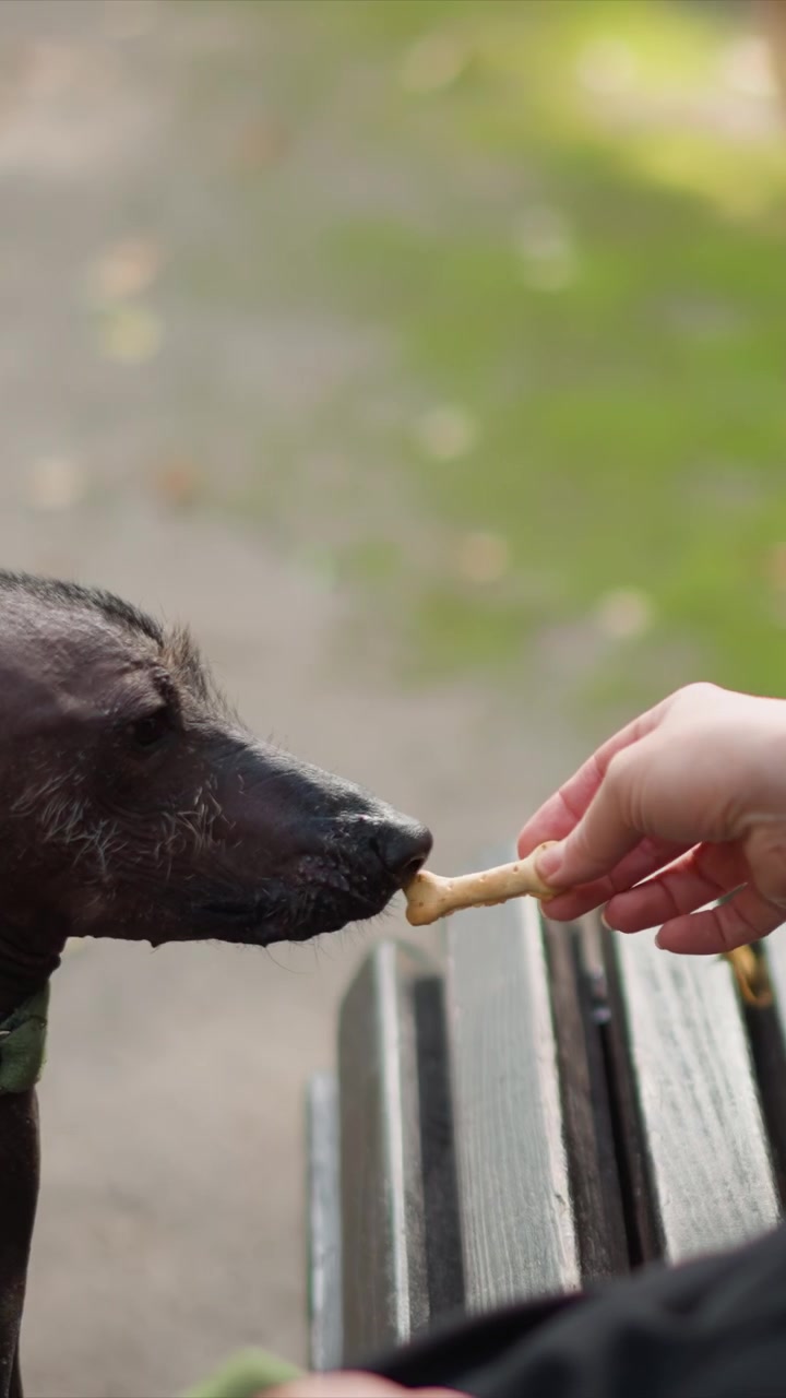 Musta koira valjaissa pysyy liikkumattomana ulkoympäristössä. Käsi ilmestyy lähelle alareunaa, mutta ei kosketa eläintä. Lähikuva korostaa vasenta korvaa ja osaa koiran kaulasta.