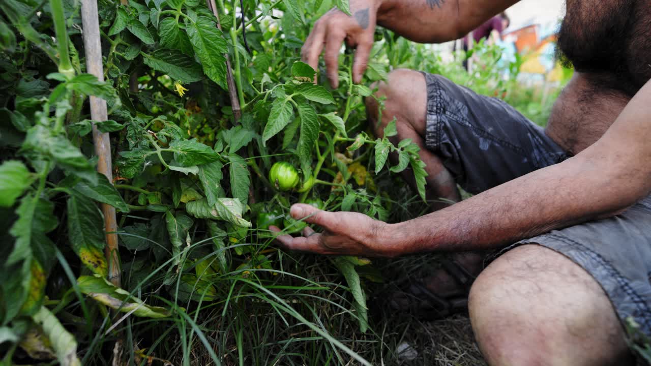 Farmer hands checking unripe green tomatoes growing in a garden