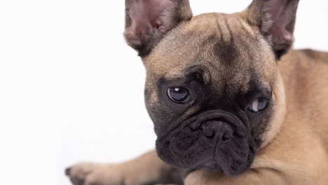 cute pet french bulldog puppy