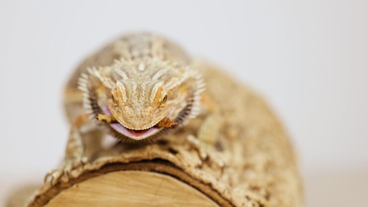 A bearded dragon lizard is captured eating in a close-up shot, highlighting its detailed features and natural behavior