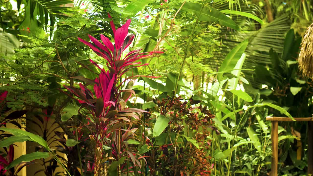 鮮やかな緑の葉と色とりどりの植物が生い茂る、緑豊かな熱帯庭園。葉の間から差し込む太陽光が、穏やかでエキゾチックな雰囲気を作り出します。自然の背景、映画のようなスローモーションに最適です。