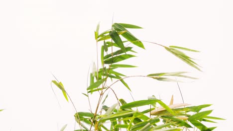 Tropical-green-waving-bamboo-tree-branch-blowing-in-wind-natural-relax-background-concept-with-sunlight,-abstract-and-bokeh
