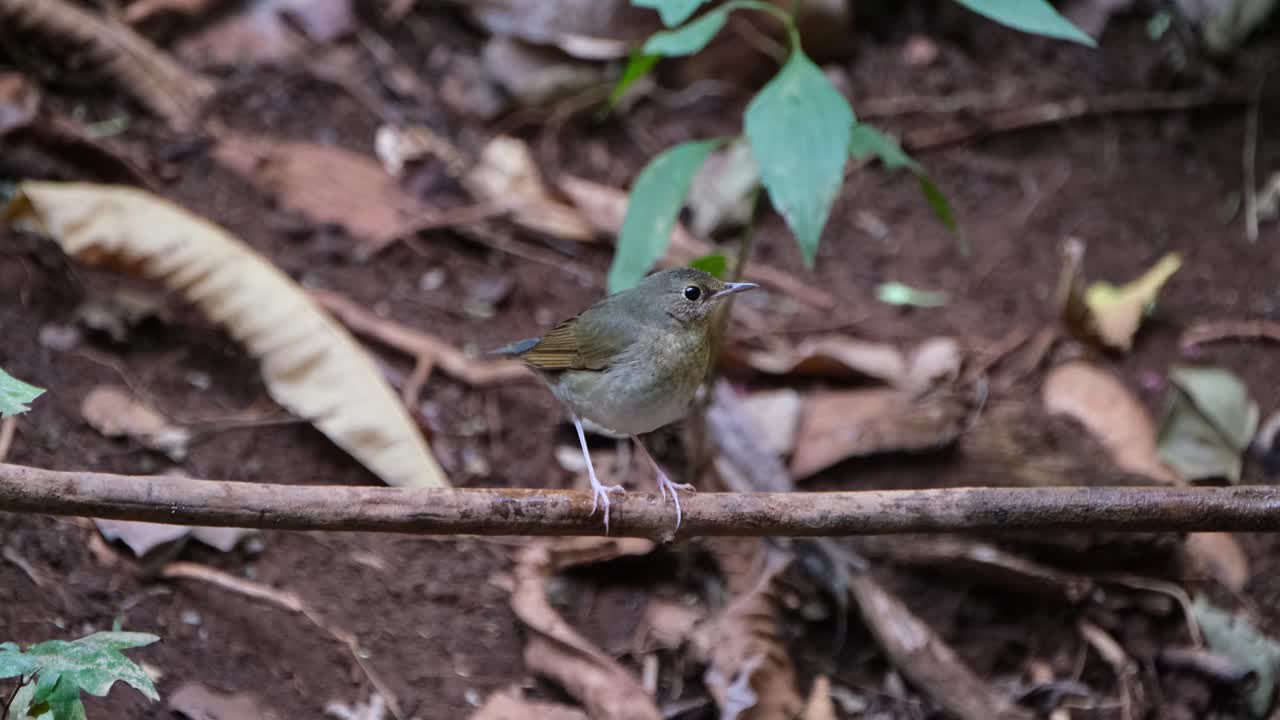 moviendo su cola rápidamente mientras mira a su alrededor mientras se encuentra en una rama, el robin azul siberiano larvivora cyane, tailandia
