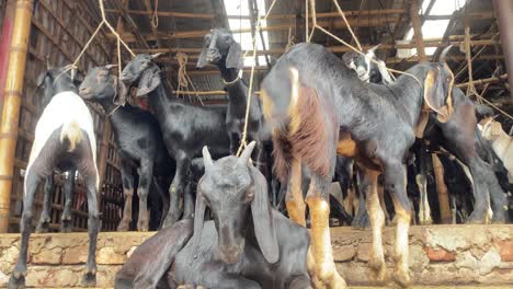 Grupo-De-Cabras-Negras-De-Bengala-Atadas-Juntas-Con-Una-Sentada-En-El-Suelo