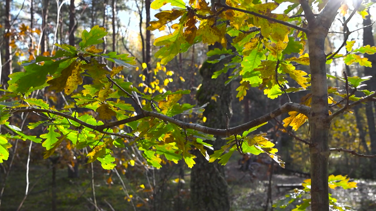 Bunte grüne und gelbe Herbst-Eichenblätter, die sich im Wind und Sonnenschein bewegen, während Wald und hohe Kiefern im Hintergrund sichtbar sind. Grünes Gras wird ebenfalls von der Sonne beschienen