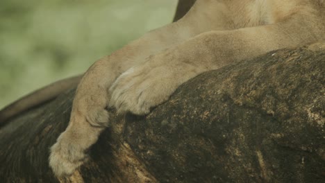 Big-African-female-lion,-close-up-shot,-tilt-up-from-paw-to-reveal-the-face