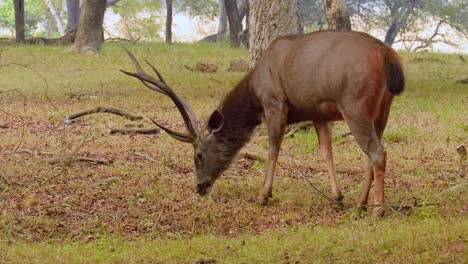 Sambar-Rusa-Unicolor-Ist-Ein-Großer-Hirsch,-Der-Auf-Dem-Indischen-Subkontinent,-In-Südchina-Und-Südostasien-Beheimatet-Ist-Und-Als-Gefährdete-Art-Aufgeführt-Ist.-Ranthambore-Nationalpark-Sawai-Madhopur-Rajasthan-Indien