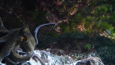 mysterious octopus diving underwater between algae and water plants at zoo,close up