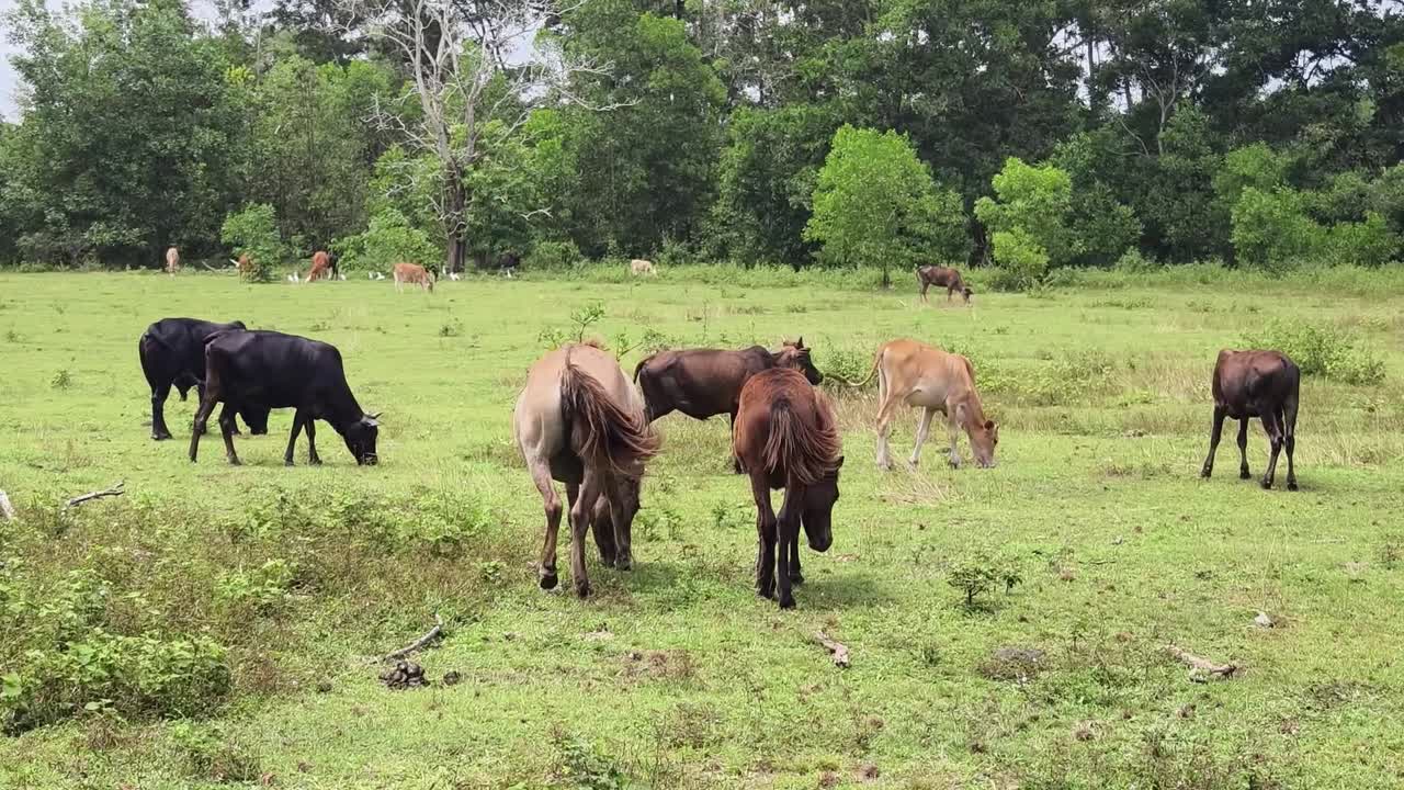 vacas y caballos pastando en un campo
