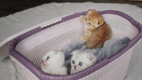 los gatitos lindos miran atentamente desde la canasta.