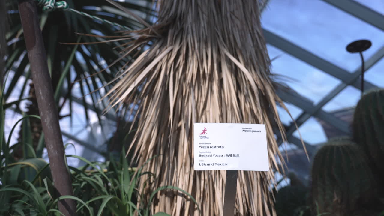 yucca con pico en los jardines de la bahía de singapur