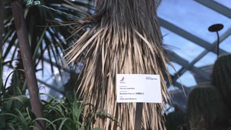 beaked yucca at gardens by the bay in singapore