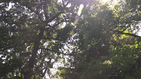 Langsame-Vorwärtsbewegung-Nach-Oben,-Blick-Auf-Das-Licht,-Das-Durch-Die-Baumwipfel-In-Den-Rahmen-Eindringt