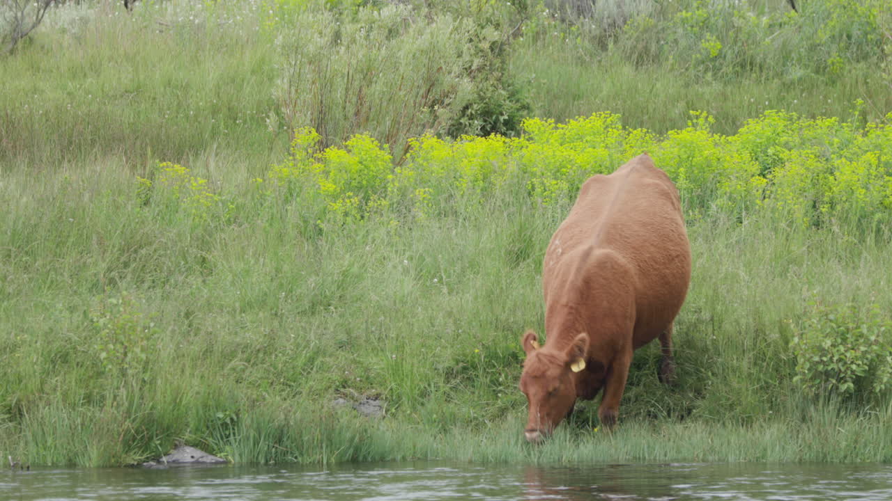una hermosa y sana vaca angus roja bebiendo y pastando a lo largo de las orillas del río