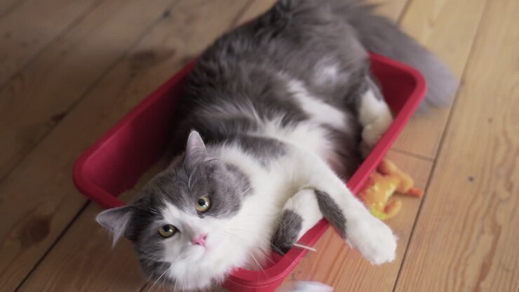 Gray cat laying in a red box