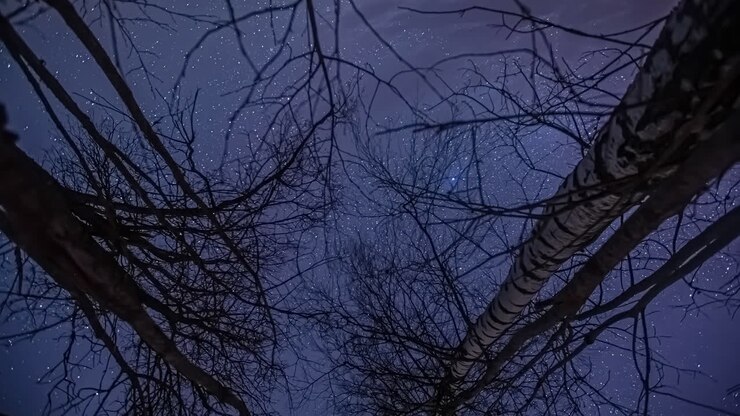 Time-lapse tranquillo e sereno di stelle che si muovono sopra betulle di notte, ripreso dal basso