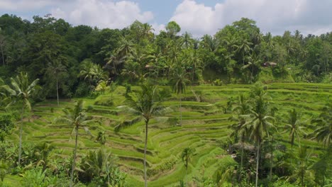 panorama of tegallalang rice terraces landscape in gianyar, bali, indonesia