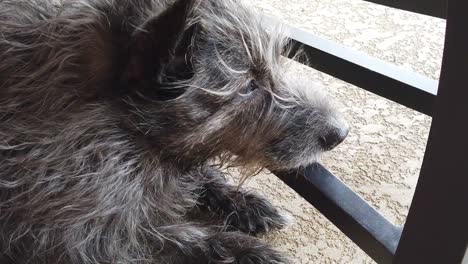 Small-black-dog-with-wind-blowing-in-face-in-slow-motion-causing-hair-to-blow-around