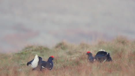 Männliche-Birkhühner-Auf-Ihrem-Frühlingshaften-Boden,-Die-Sich-Bösartig-Bekämpfen,-Zeigen-Einen-Vogel,-Der-Die-Federn-Aus-Den-Brüsten-Seines-Gegners-Zupft