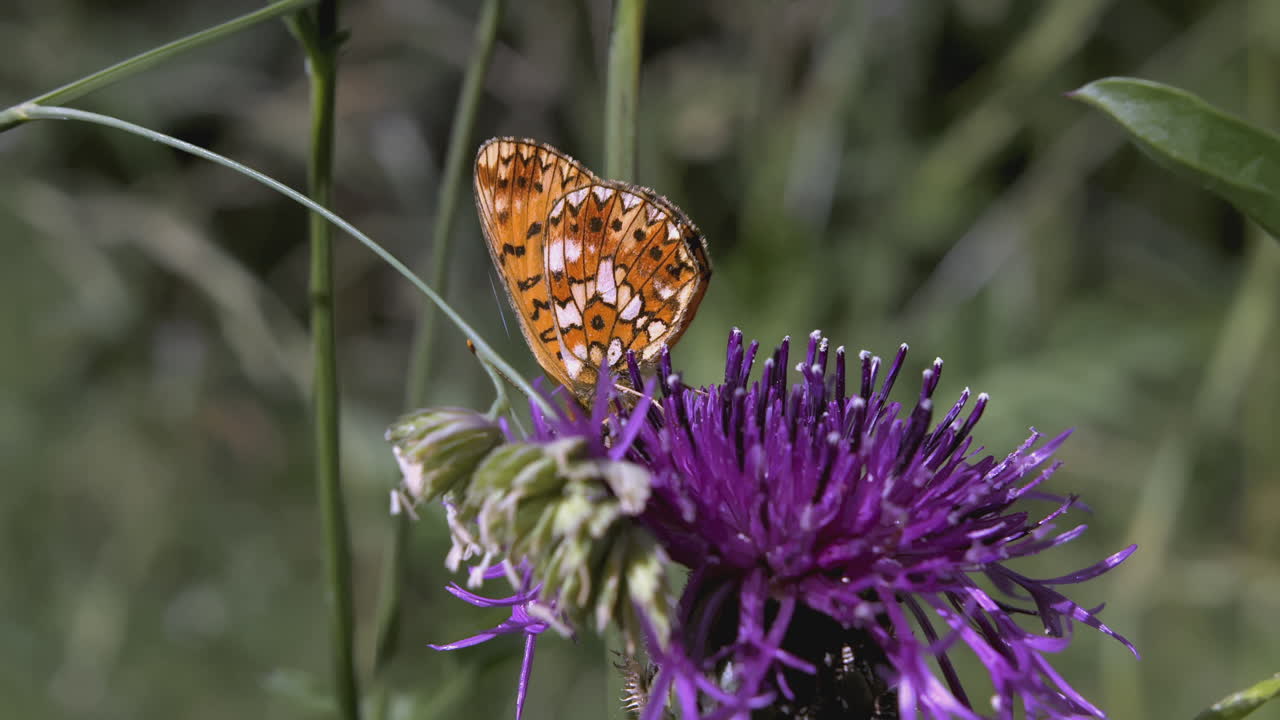 Farfalla su un fiore di cardo viola