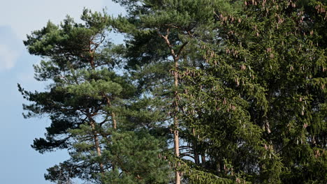 needles of pine tree a green branch in europe