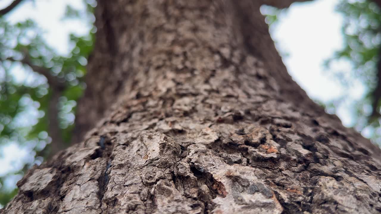 A closeup shot of an old tree's bark revealing a complex and textured surface, showcasing its age and character, with small bugs and ant moving up on the tree