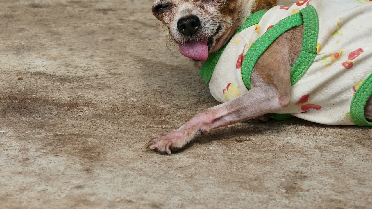 chihuahua descansando en el suelo de hormigón