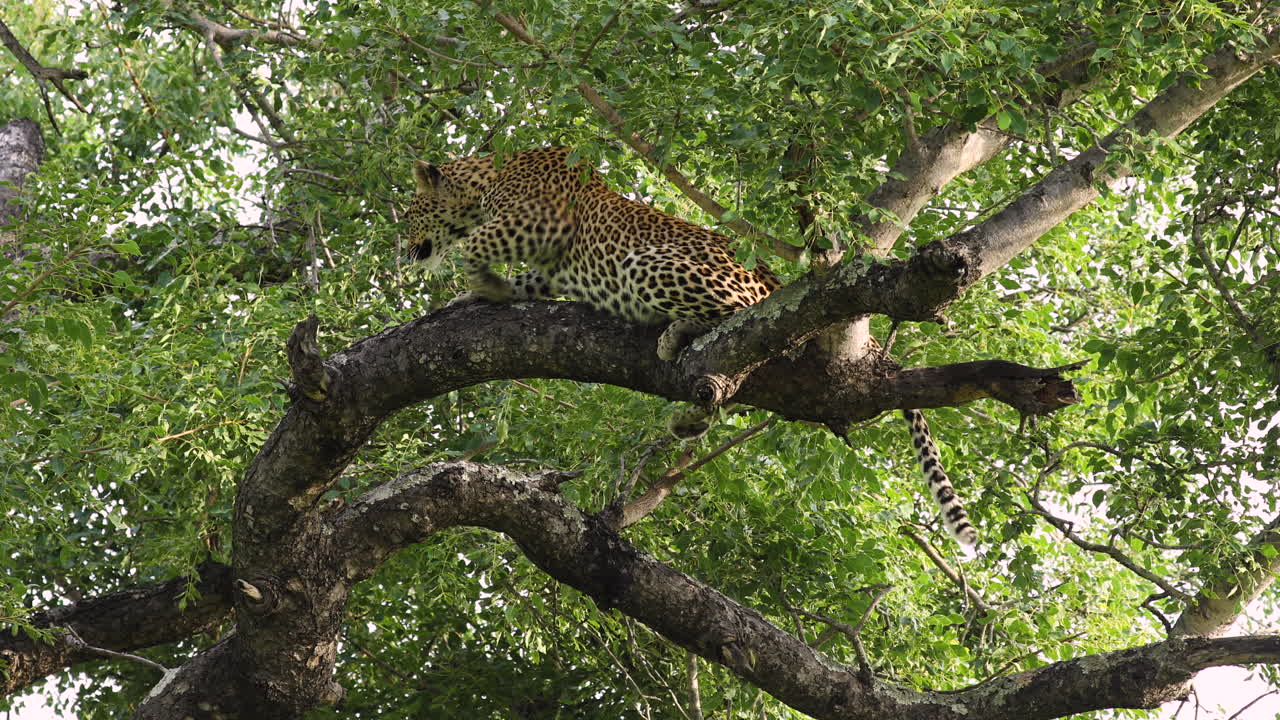 A Female Leopard Climb And Lying On The Tree Branch With Green Foliage In Sabi Sands Game Reserve, South Africa