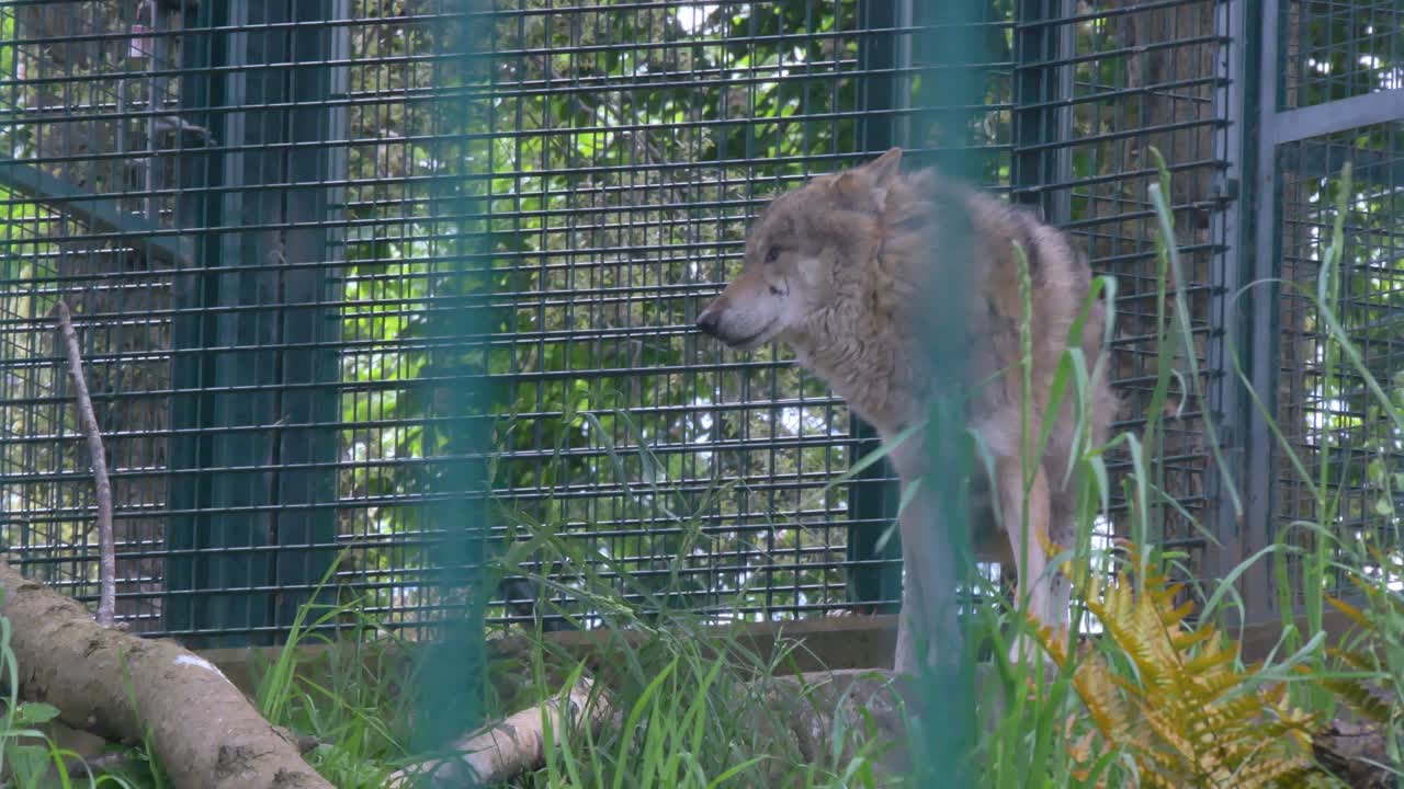 그레이  ⁇ 대 는 아일랜드 의 더블린 동물원 에서 고립 된 채로 서 있다