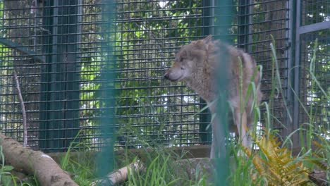 Grey-Wolf-stands-in-isolation-in-captivity-at-Dublin-Zoo,-Ireland