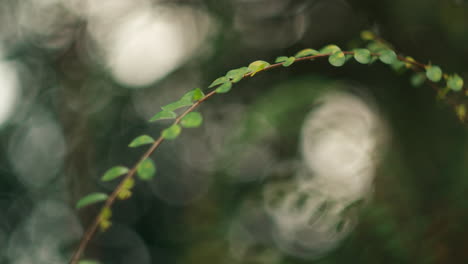 Tree-branches-full-of-leaves-in-front,-blurry-background-behind