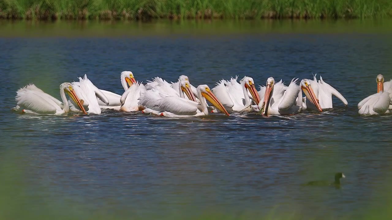 Bando de pelicanos brancos americanos alimentando-se juntos no lago da montanha. Plano geral.