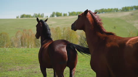 graceful capricious mare kicks stallion grazing on pasture