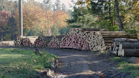 pile of spruce wood in forest. a view of huge stacks of logs.