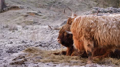 Hochlandrinder-Unter-Frost-Am-Morgen-In-Einer-Ländlichen-Gegend-Von-Schottland,-Großbritannien