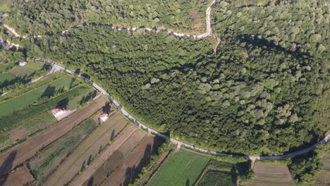 Paisajes-De-Bosques-Verdes