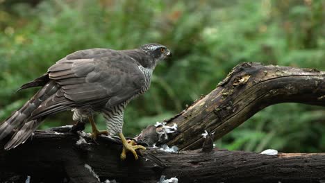 northern goshawk pins dead prey down with talons as it eats