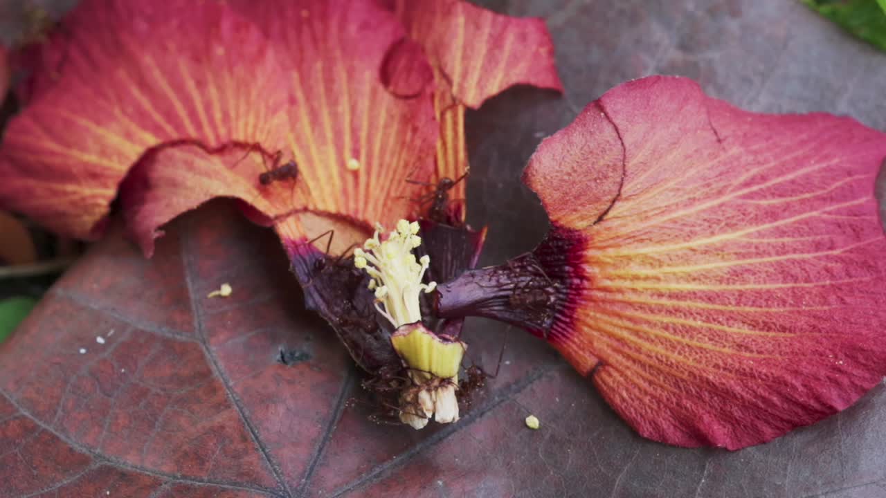 las hormigas de fuego se alimentan dinámicamente de una flor de hibisco roja caída y su pistilo amarillo, vista de arriba de cerca