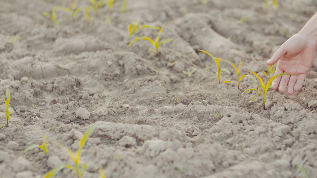 mano de granjero recogiendo una planta de trigo