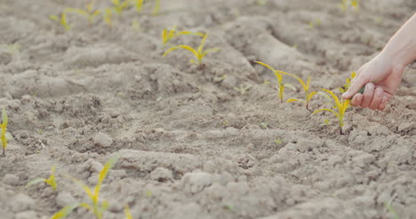 farmer hand picking up a wheat plant