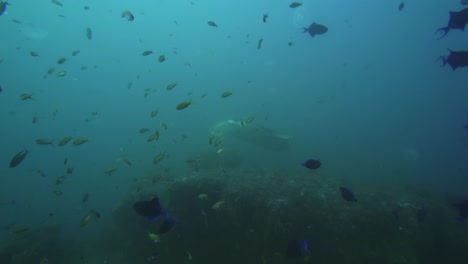 Seguimiento-De-La-Toma-Submarina-De-Una-Manta-Raya-En-El-Fondo-Con-Medusas-Y-Peces-Pequeños-En-Primer-Plano