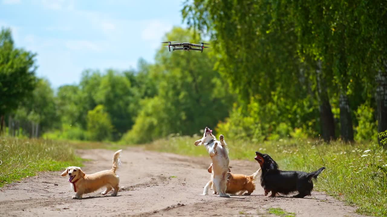 Dogs playing together outdoors. Happy dogs jumping together, trying to catch flying drone