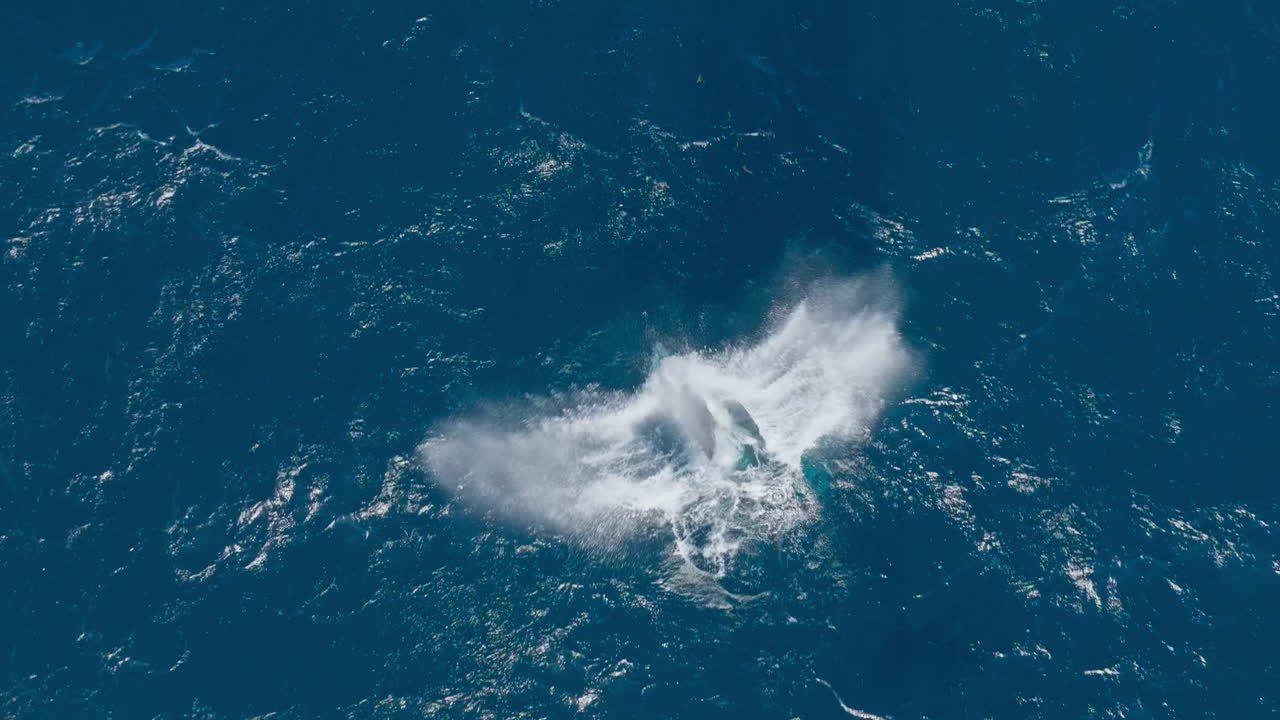 Wide overhead aerial of humpback whale jumping by blue ocean surface