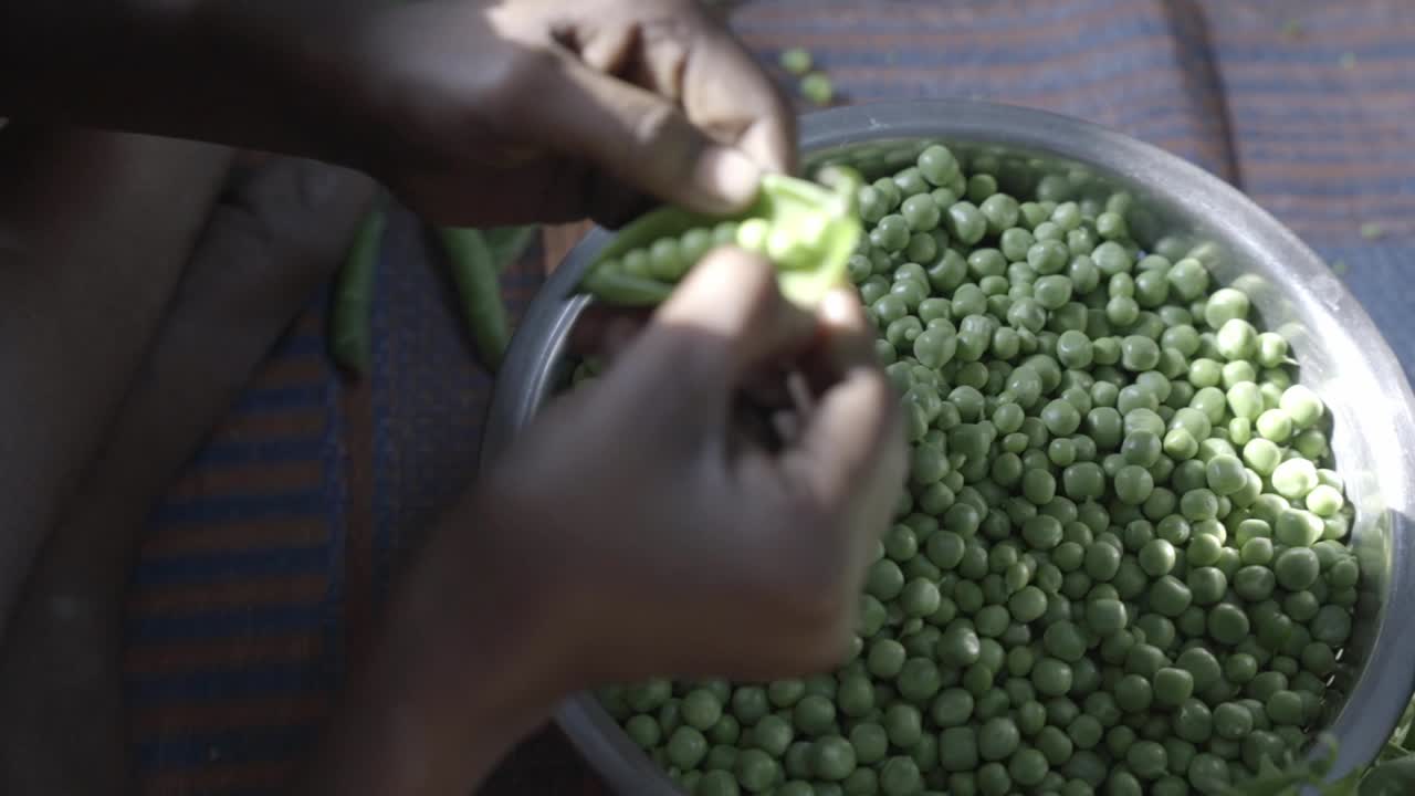 Primer plano de manos desgranando guisantes verdes recién cosechados en un hogar indio.
