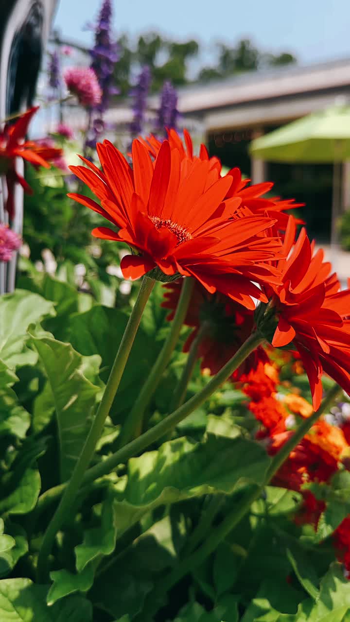 margaritas de gerbera rojas vibrantes en un entorno de jardín