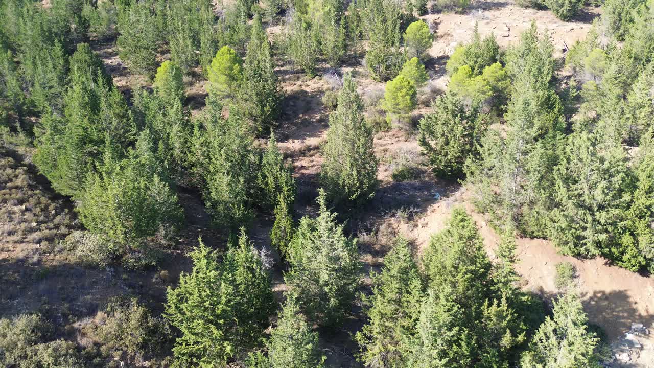 rodas daños por incendios forestales después de que la brigada de bomberos se fue de grecia, rodas se quemó en lindos, arcángeles, masari, agathi, malonas, lardos, kalathos, asklepieion