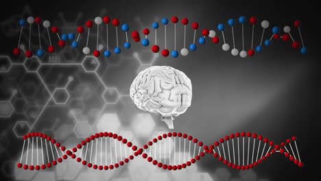 brain and dna strands