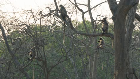 Macaques-family-monkeys-are-sitting-on-a-big-tree-eating-green-leaf,-Mombai-India,-4K