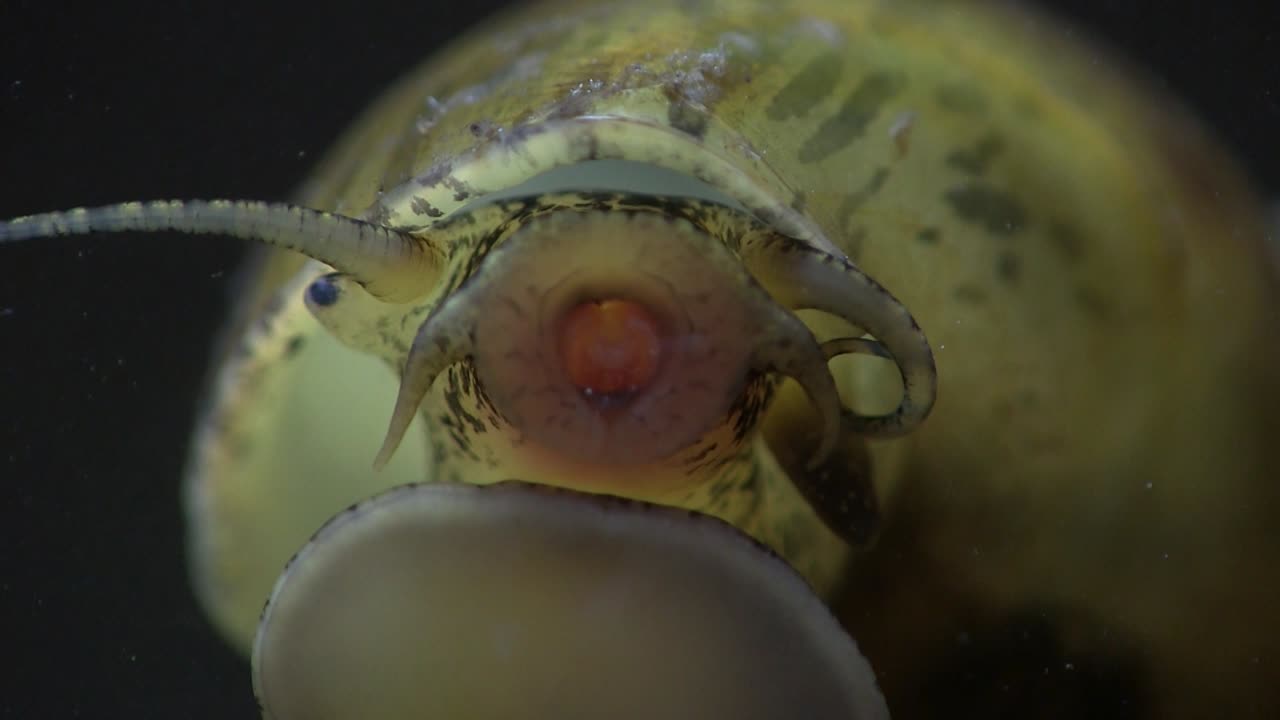 un primerísimo plano de la boca de un caracol manzana