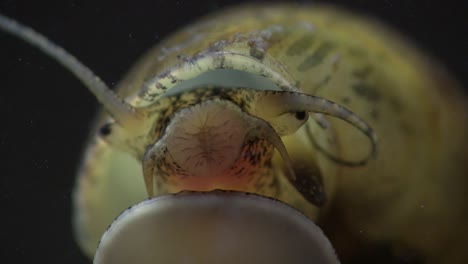 an extreme close up of the mouth of an apple snail